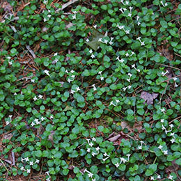 mitchella repens